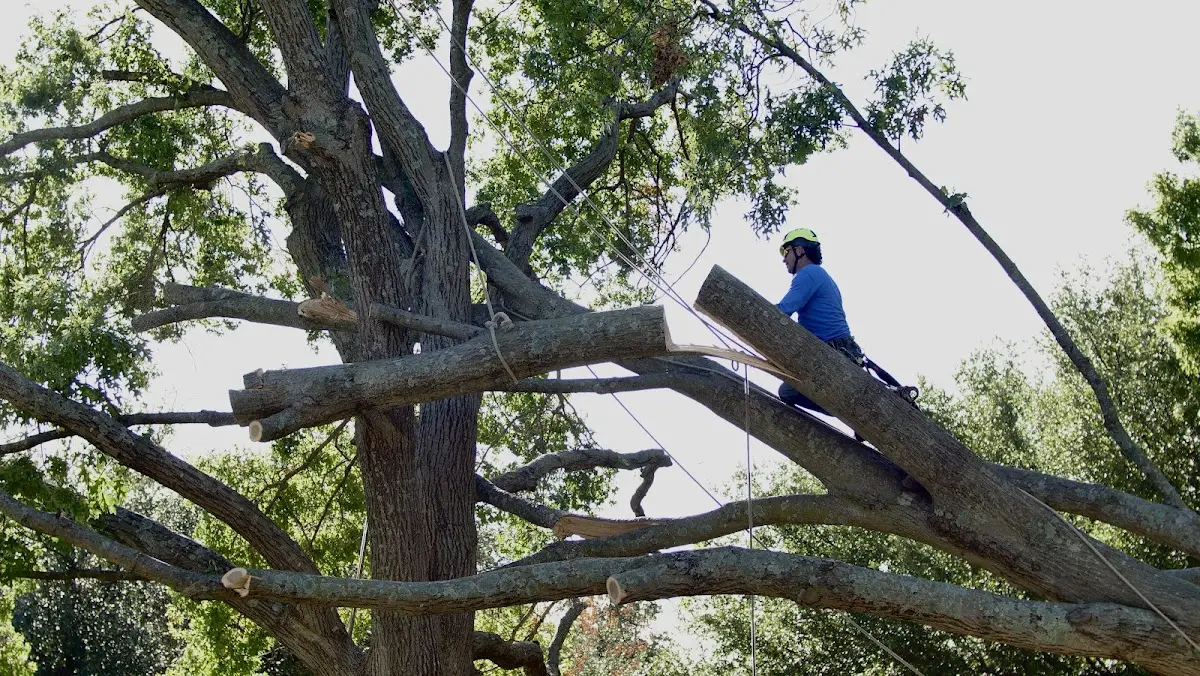 Professional Crown Thinning performed by certified arborists in Brookline
