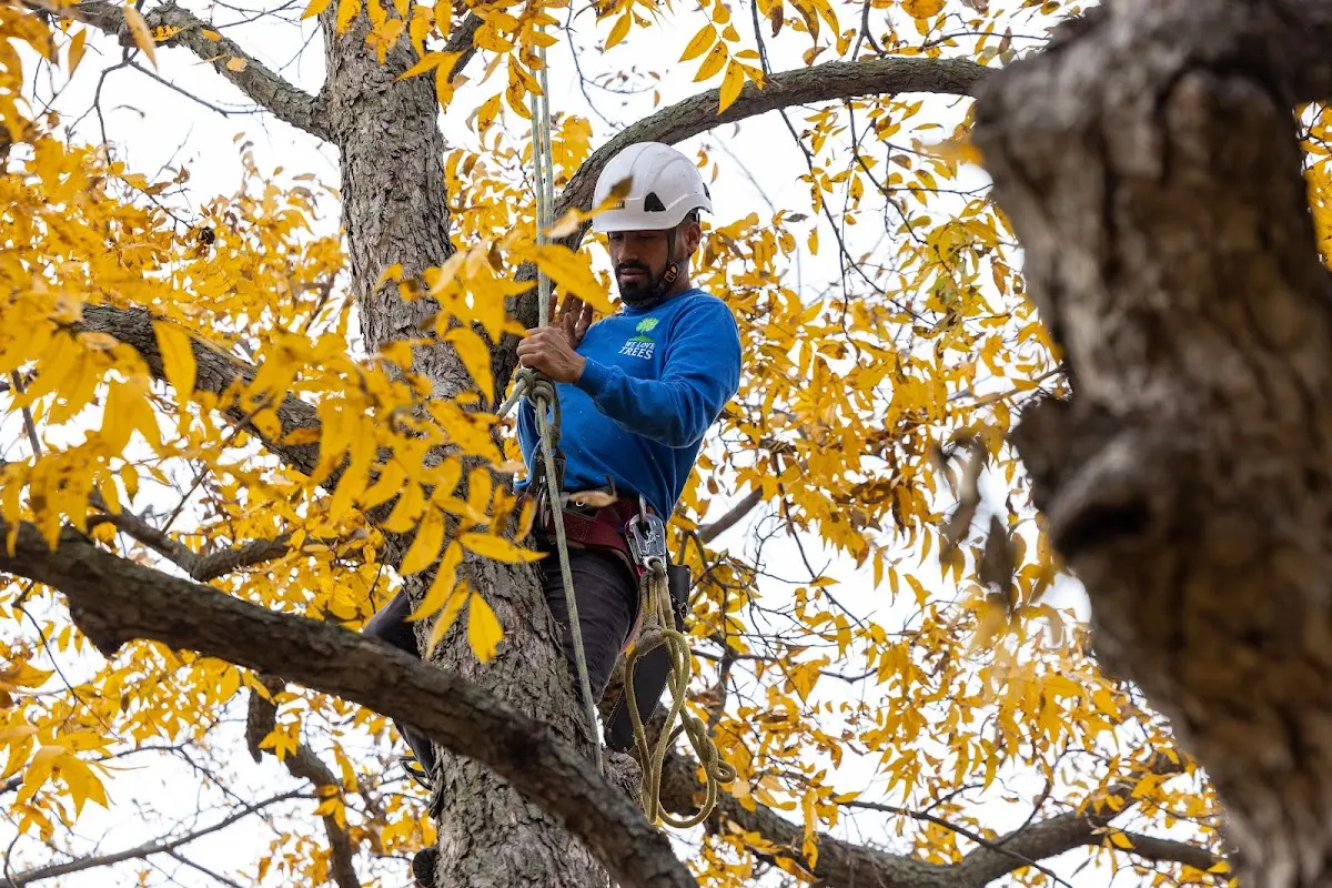 Skilled Storm Damage Cleanup crew working in Brookline