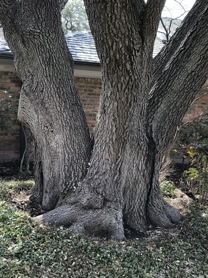 Mature heritage tree close to a Brookline property cared for by certified arborists